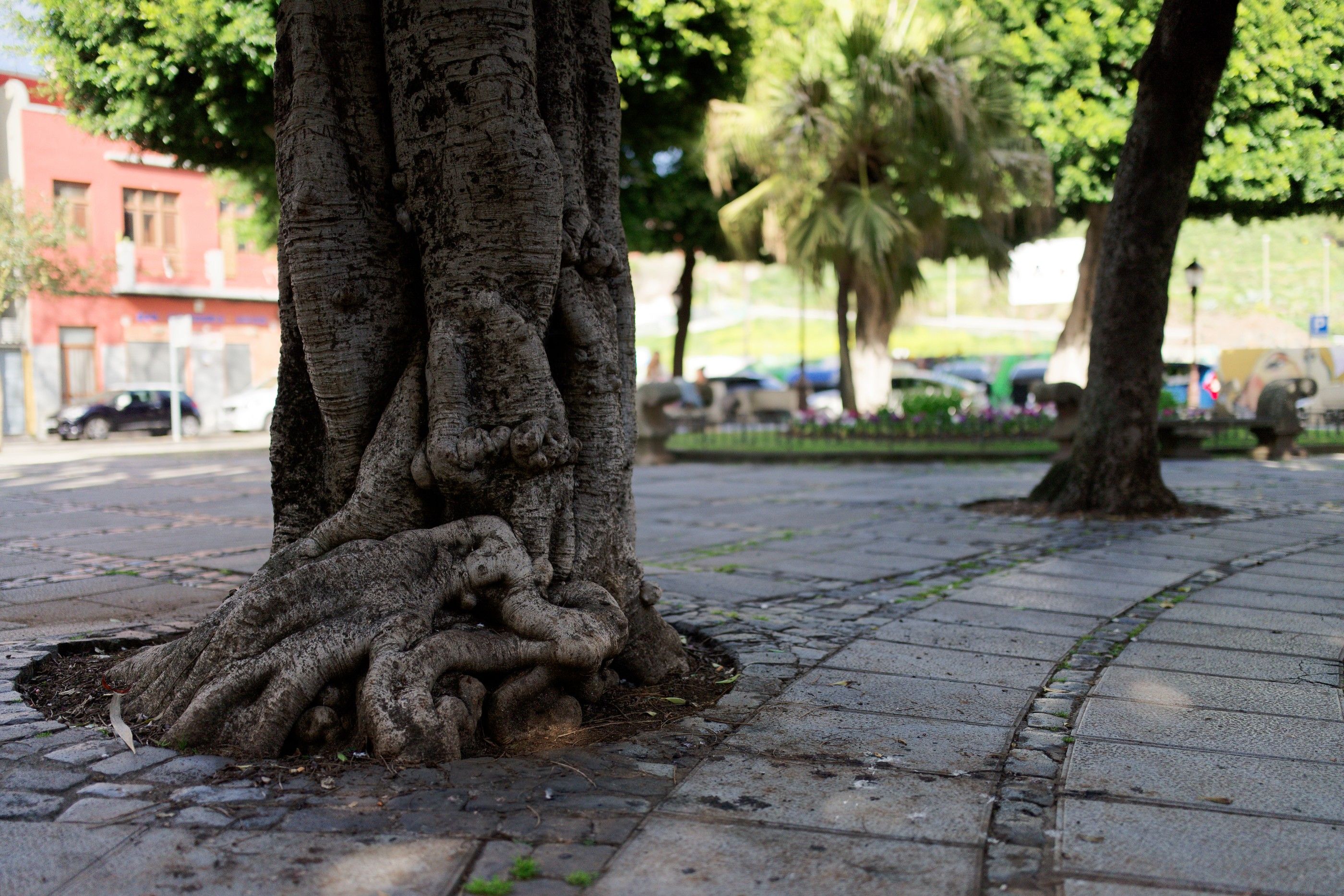 Ficus Roots