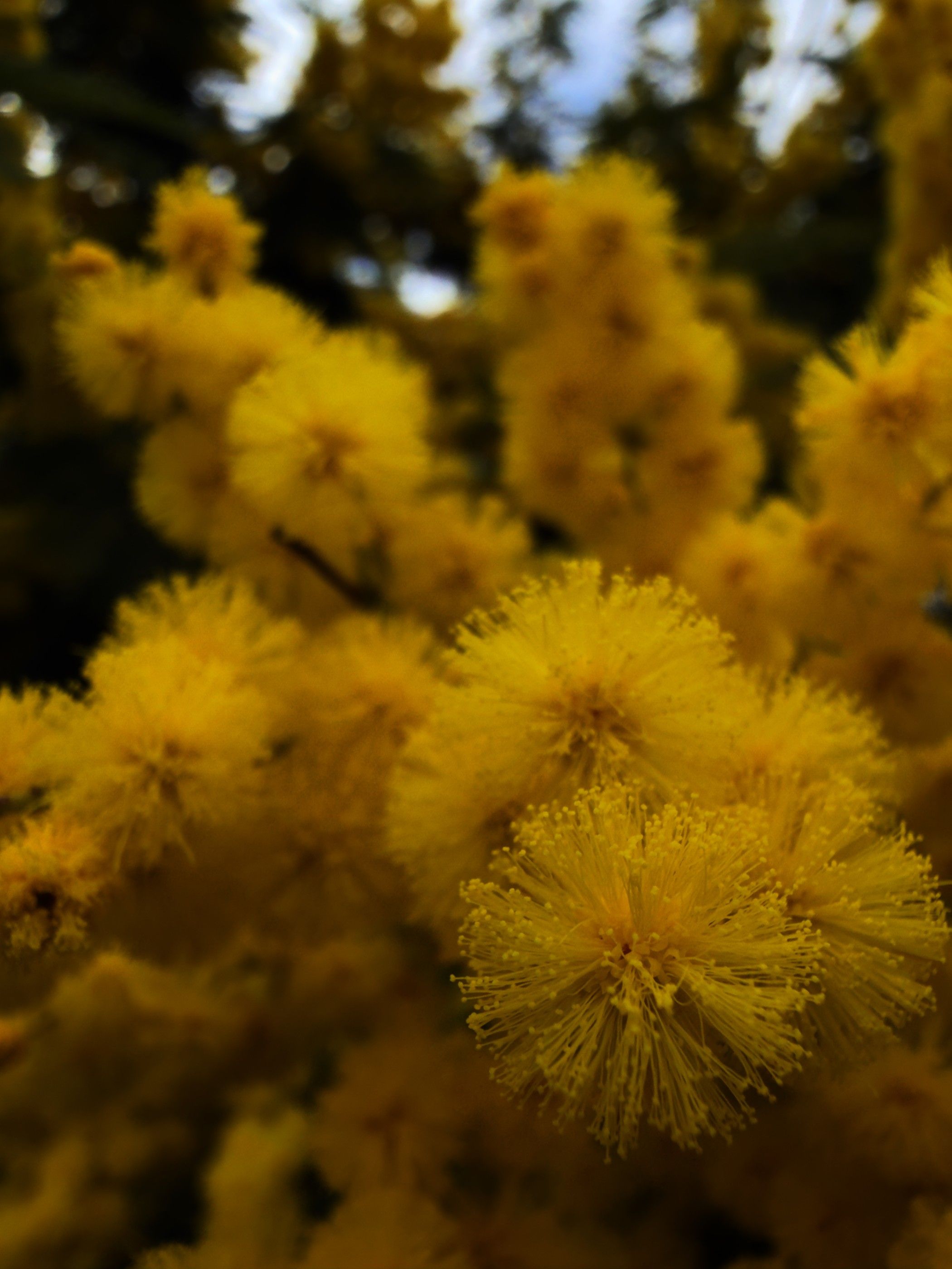 Mimosa