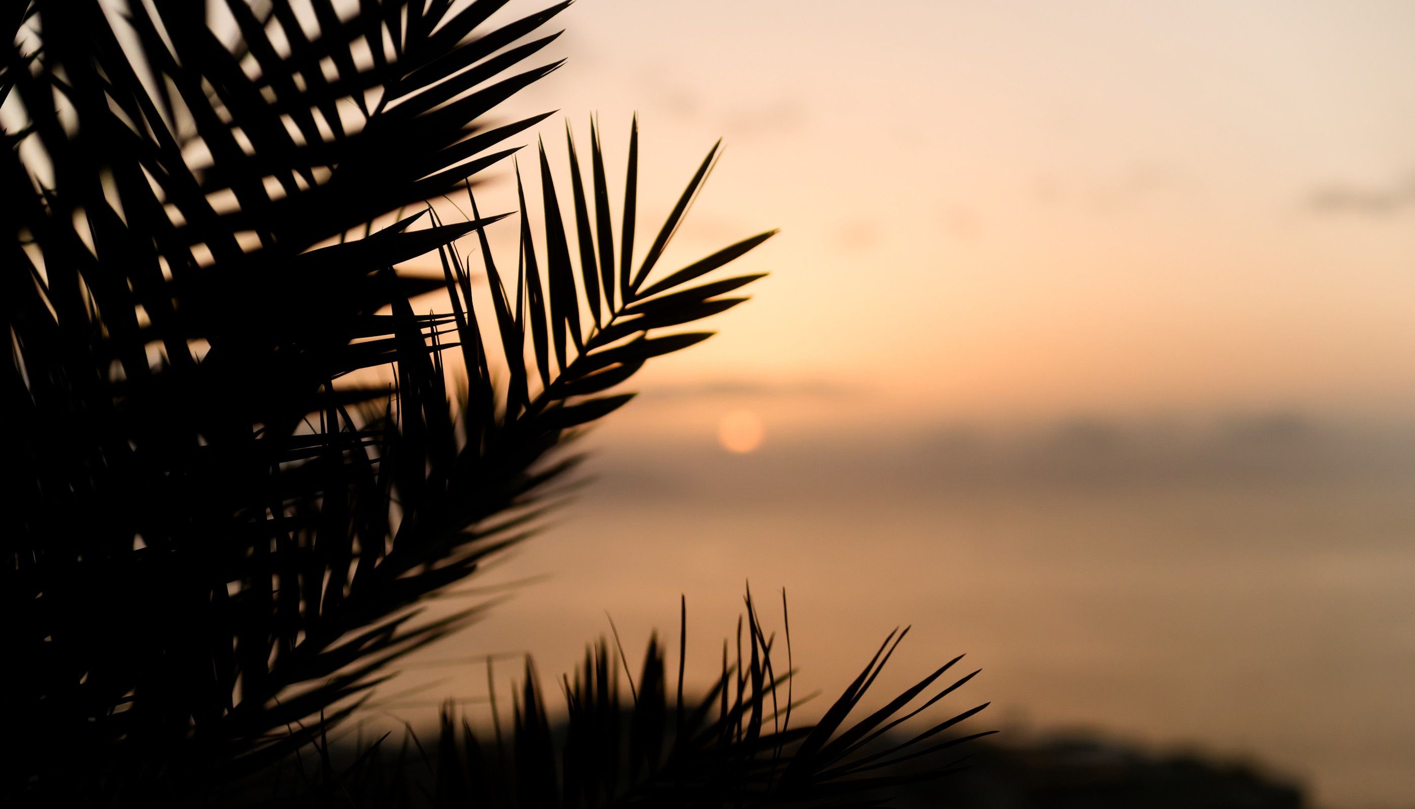 Palm at Sunset